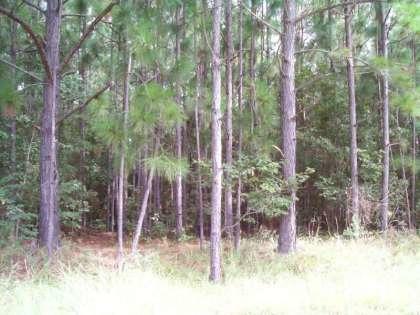 110 Albacore Road Bonneau, SC 29431 - Photo 1 of 1 0570504031-image1