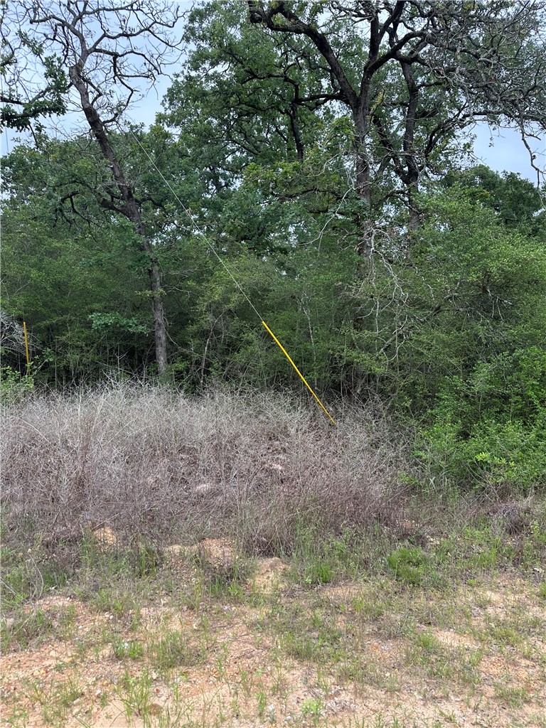 31 Ranch Road Drive Normangee, TX 77871 - Photo 3 of 7 a view of a forest filled with trees