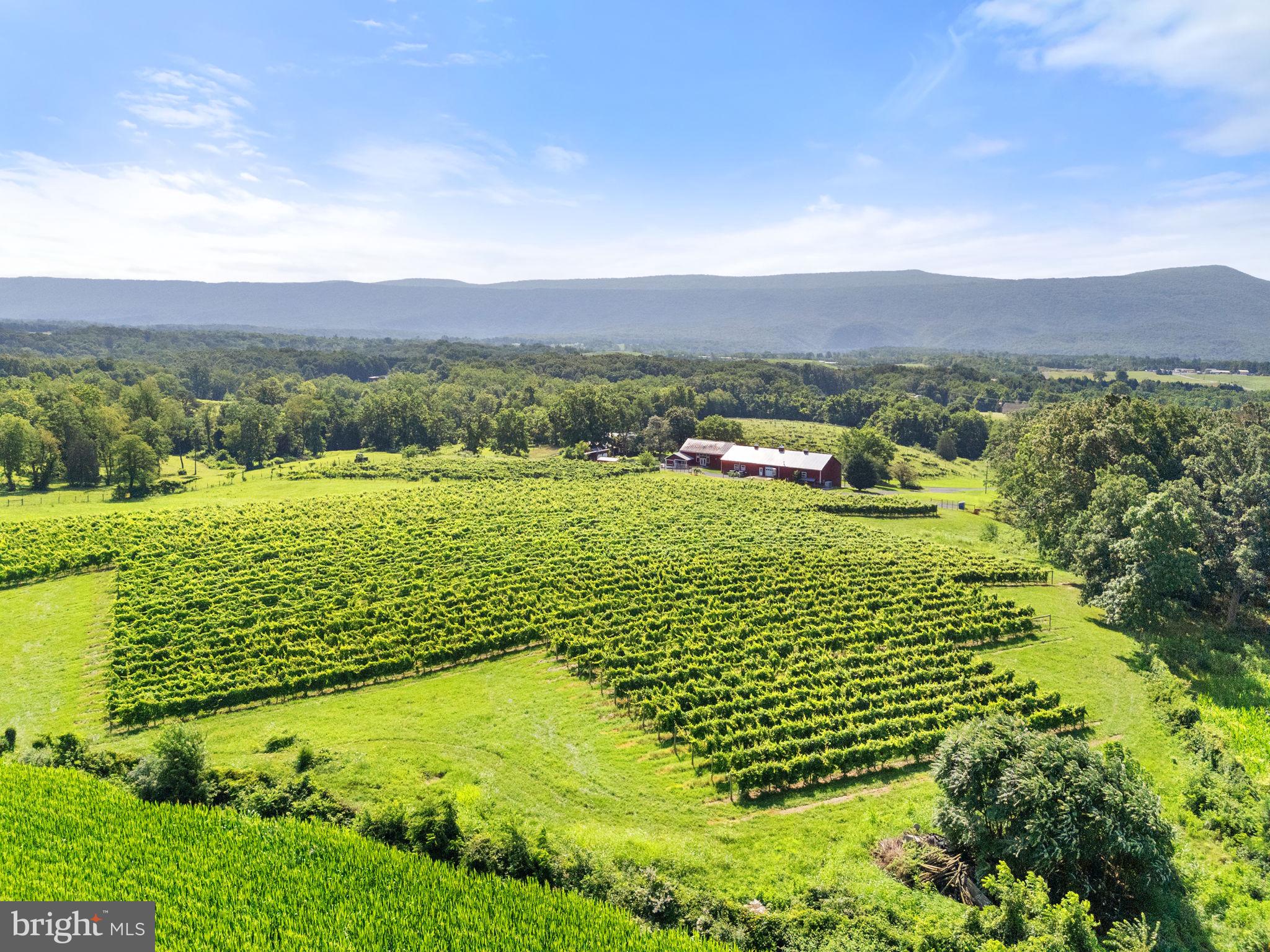 3659 South Ox Road Edinburg, VA 22824 - Photo 56 of 66 Vines thriving beneath majestic mountain peaks