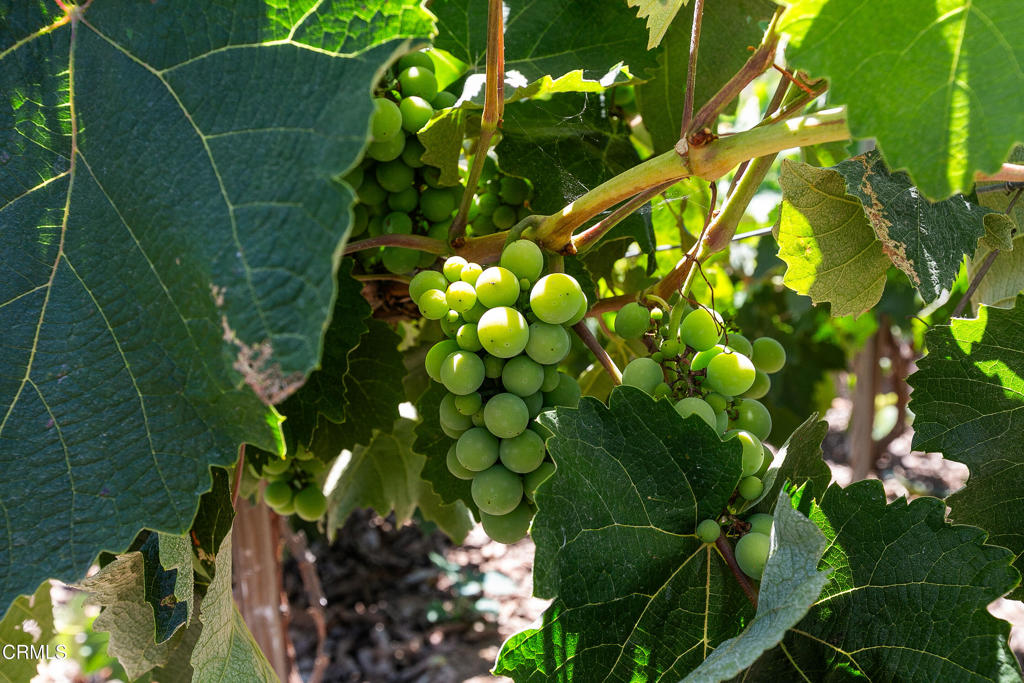 12127 Presilla Road Camarillo, CA 93012 - Photo 2 of 69