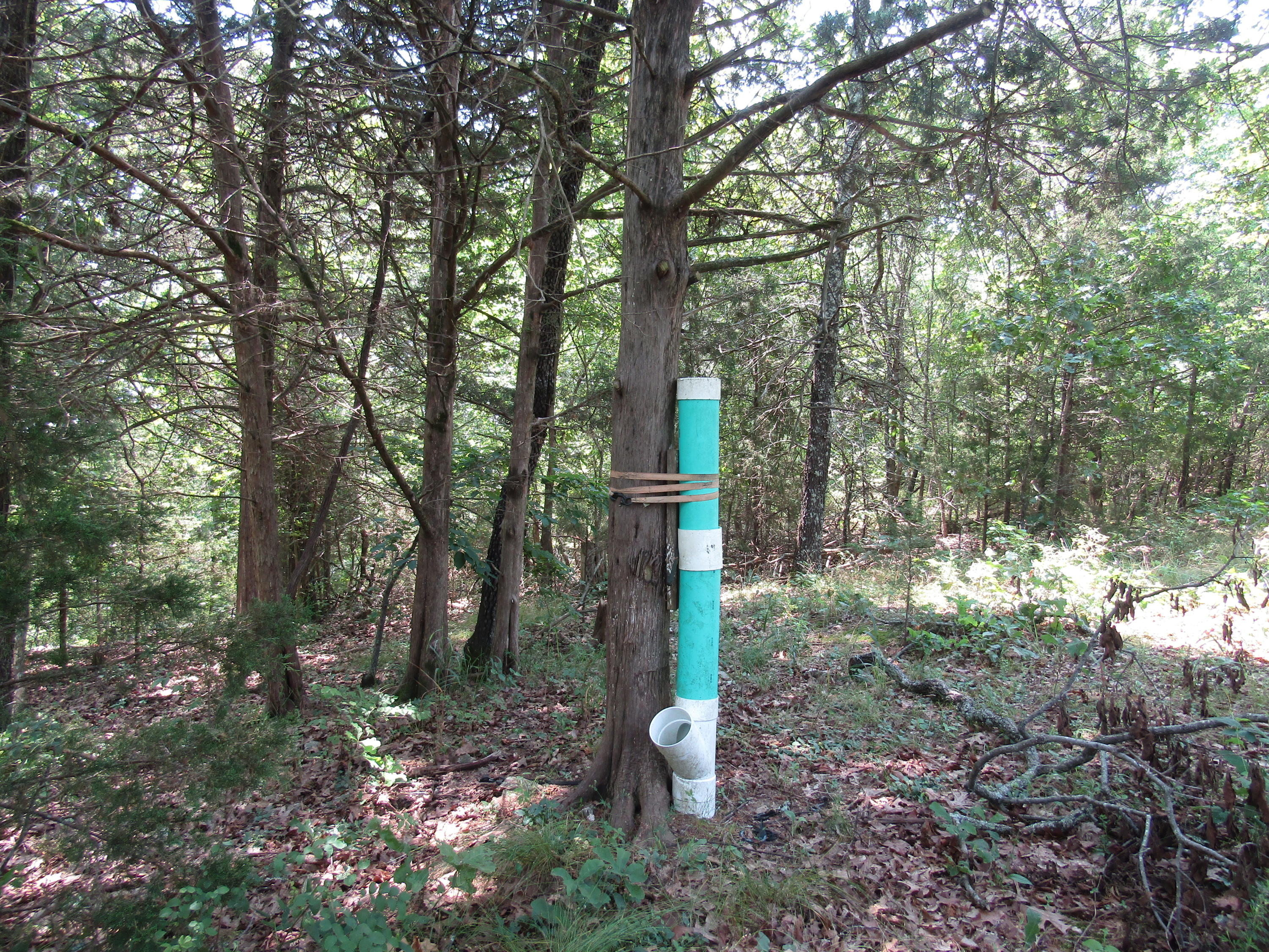 0 Soggy Bottom Road Gainesville, MO 65655 - Photo 1 of 1 IMG_2706