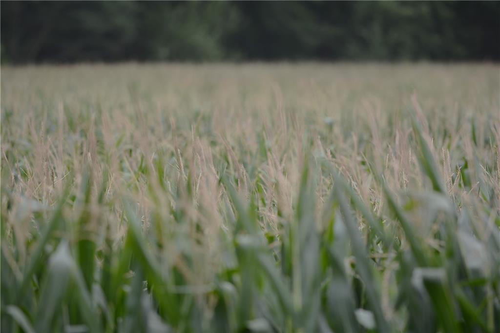 140th Street Road Westboro, MO 64498 - Photo 12 of 14