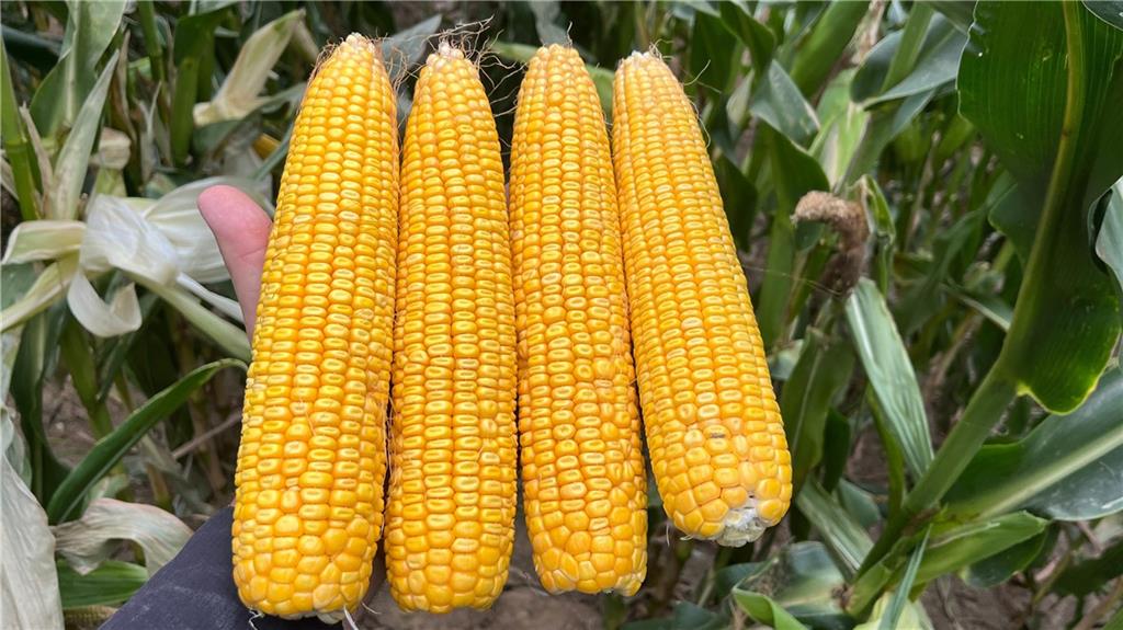 140th Street Road Westboro, MO 64498 - Photo 13 of 14