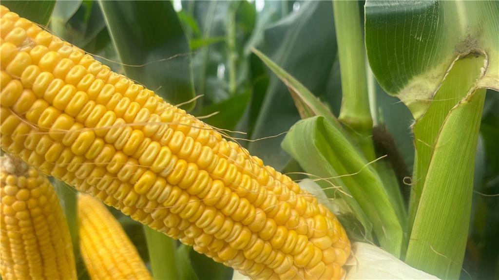 140th Street Road Westboro, MO 64498 - Photo 14 of 14