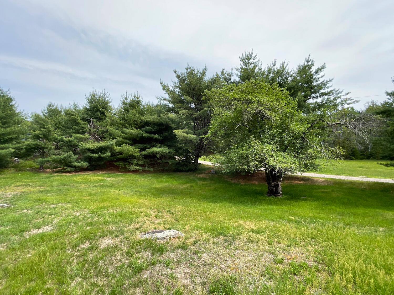99 Whitney Farm Road Mount Desert, ME 04660 - Photo 9 of 29 Apple trees