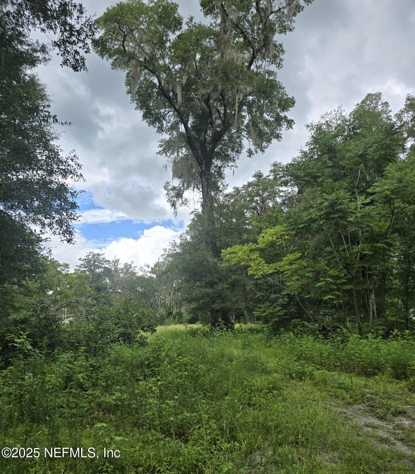 0 Main Street Middleburg, FL 32068 - Photo 5 of 6 a view of a trees in a yard