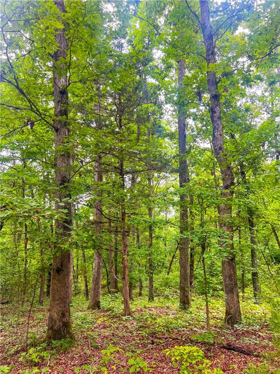 County Road Birch Tree, MO 65438 - Photo 7 of 9