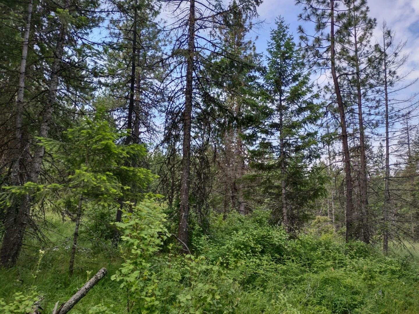 Xx Gardenspot Road Loon Lake, WA 99148 - Photo 4 of 6 Gallery Image 4