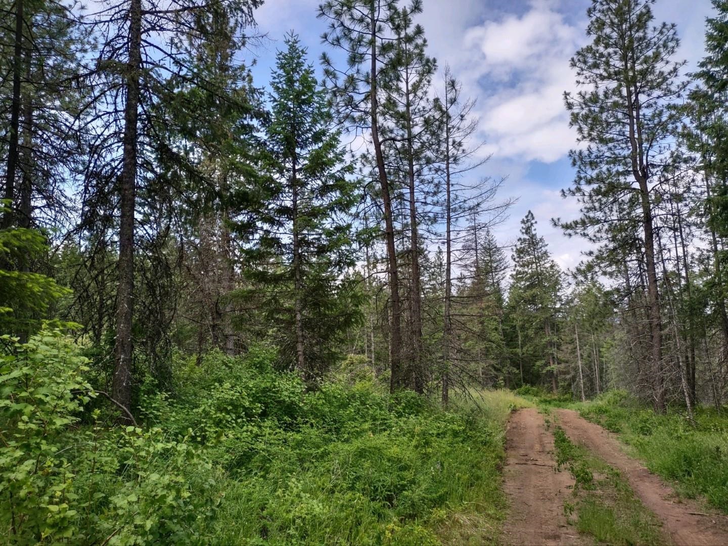 Xx Gardenspot Road Loon Lake, WA 99148 - Photo 5 of 6 Gallery Image 5