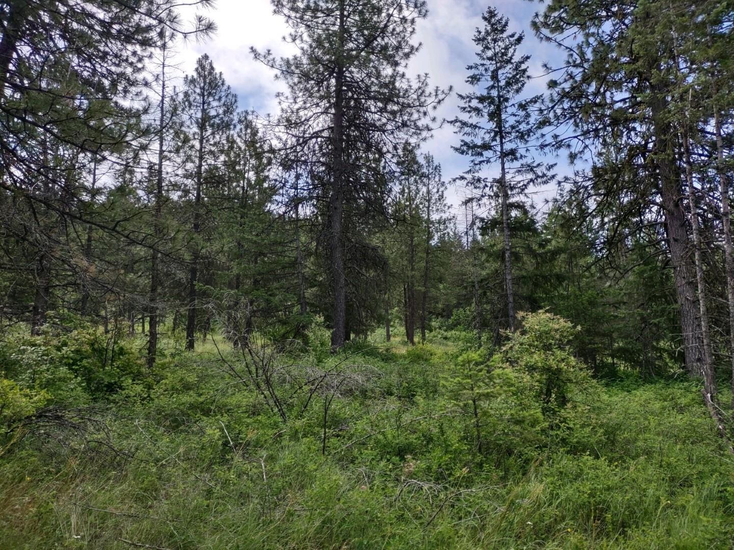 Xx Gardenspot Road Loon Lake, WA 99148 - Photo 6 of 6 Gallery Image 6