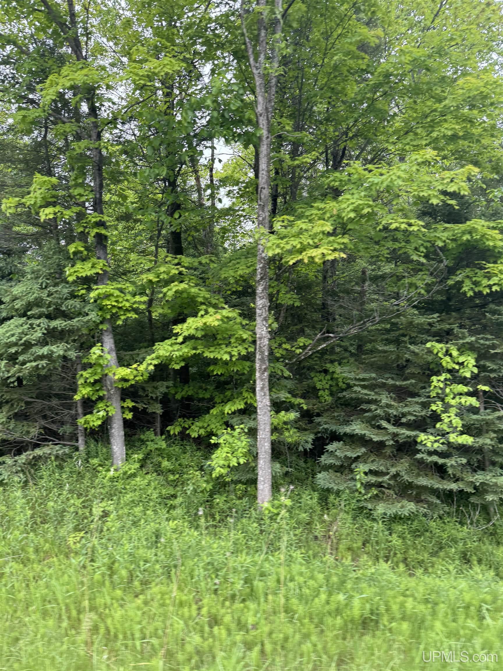 M67 Rd Trenary Mi 49816 Road Chatham, MI 49816 - Photo 9 of 12