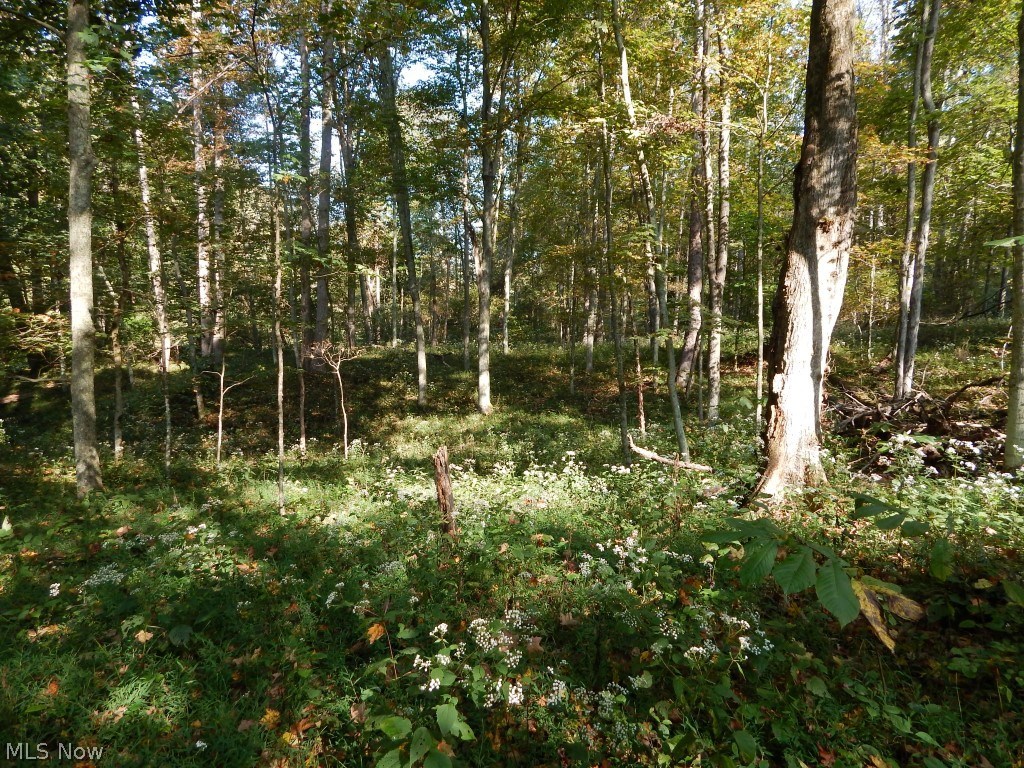 Richardsonville Road Creston, WV 26141 - Photo 5 of 22