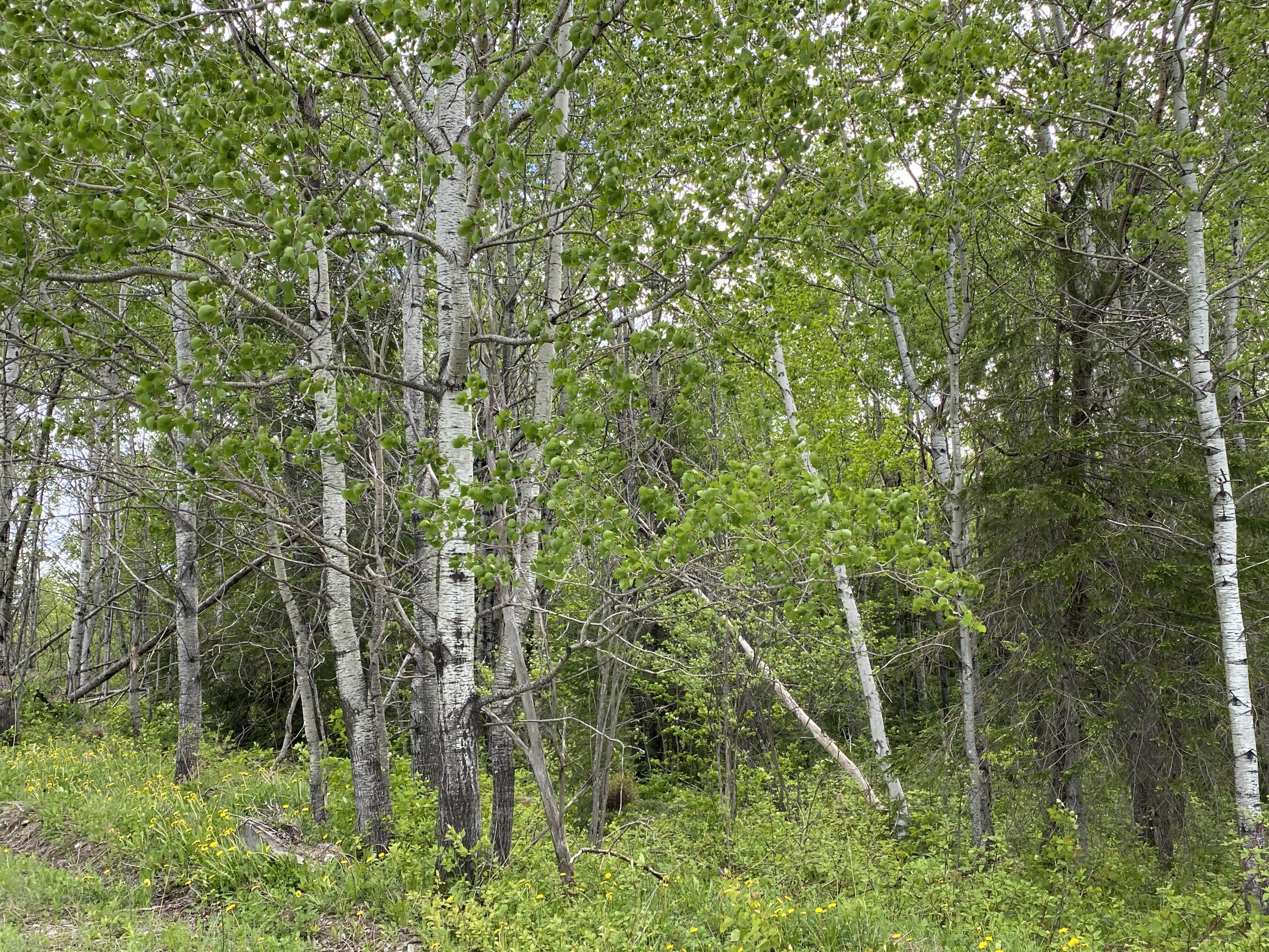 320 Parent Road Van Buren, ME 04785 - Photo 13 of 17 IMG_3672