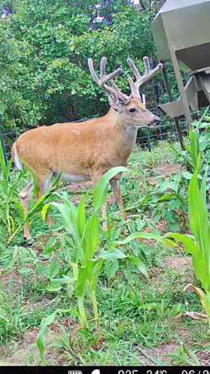 0 N3840 Road Coalgate, OK 74538 - Photo 25 of 35 a backyard of a house with lots of green space