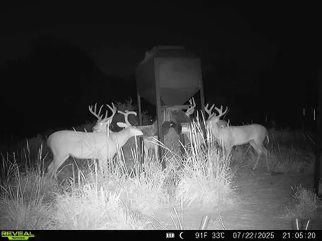 a view of a chairs and table in a backyard