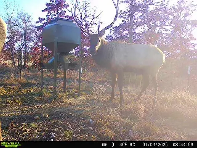 a view of house with yard