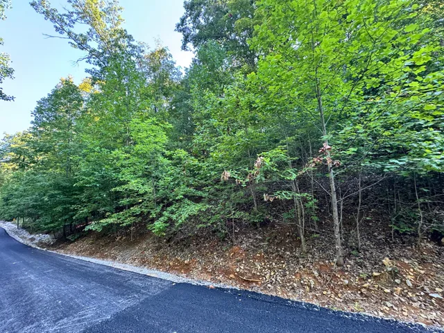 a view of a forest with trees