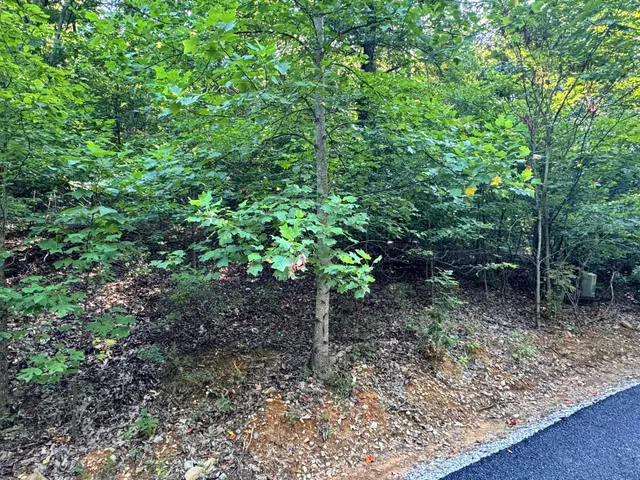 a view of a forest that has large trees