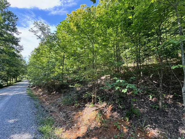a view of a forest with a tree