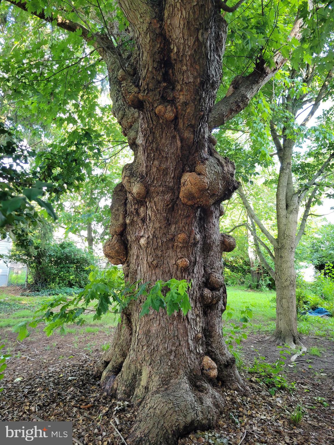 312 Front Street Dover, DE 19901 - Photo 13 of 15 a view of a garden with a tree