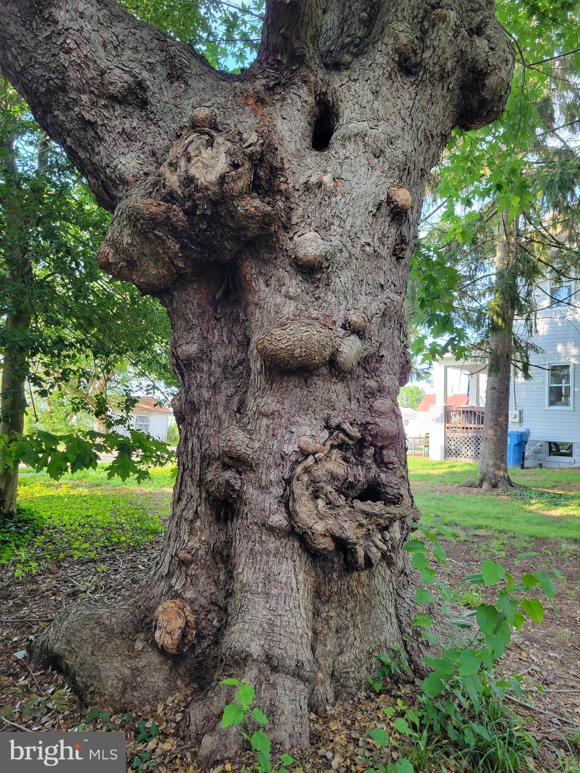 312 Front Street Dover, DE 19901 - Photo 14 of 15 a view of a backyard with wooden fence