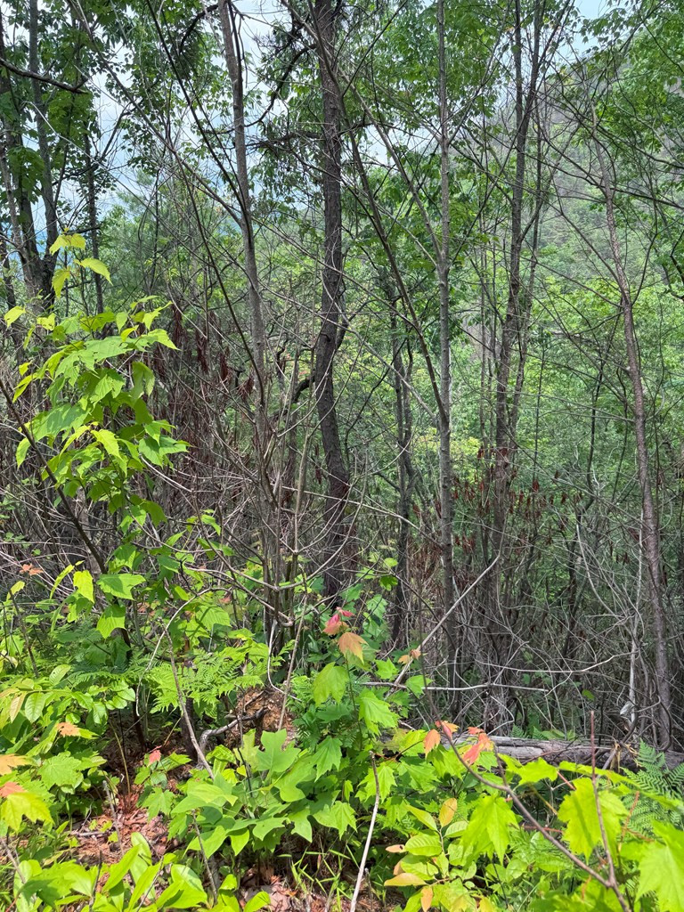 88-acres Bolden Branch Road Andrews, NC 28901 - Photo 27 of 34