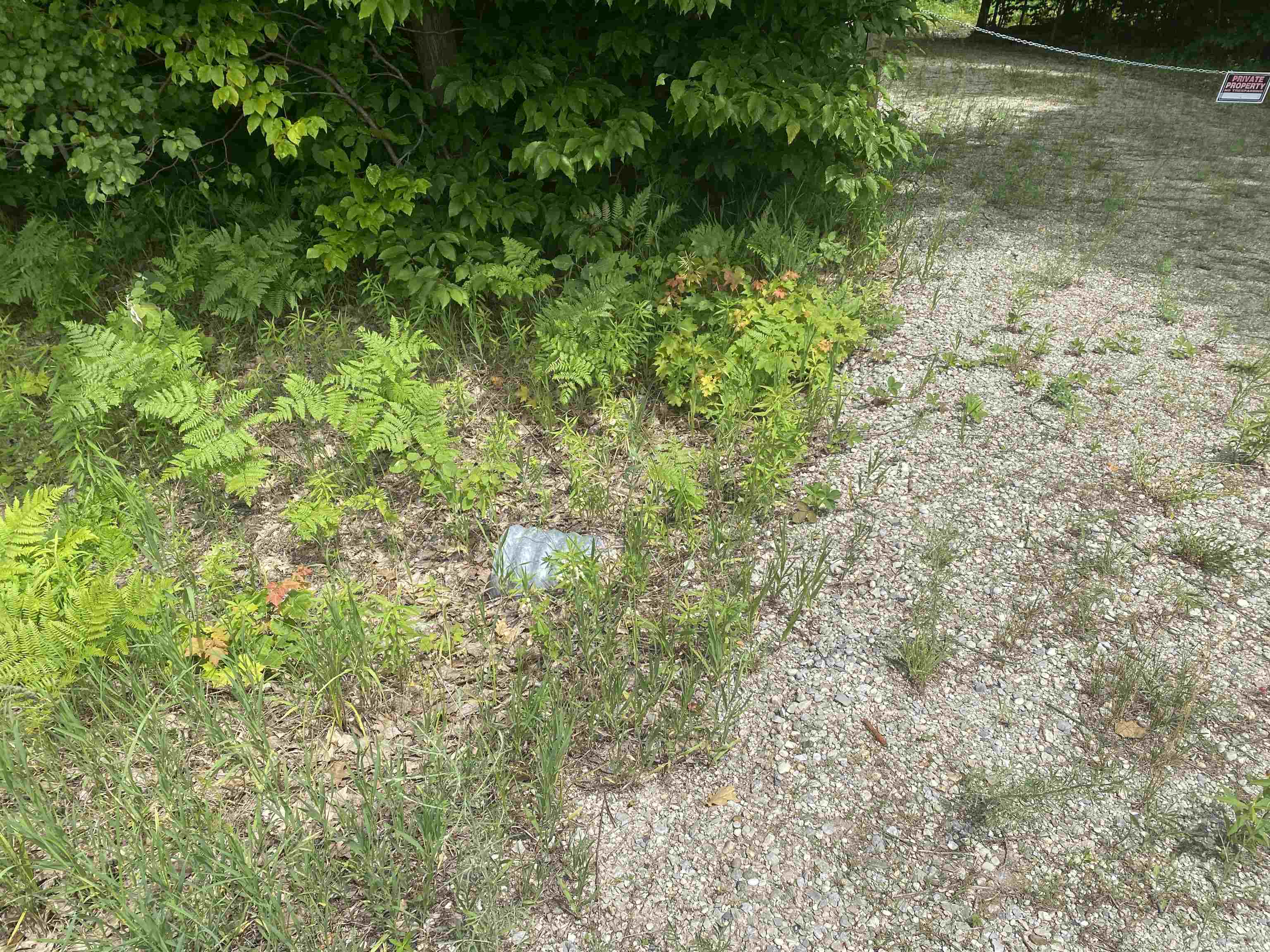 Green Briar Road Lake Ann, MI 49650 - Photo 3 of 16 1947287-3753dad1-74dc-4853-802c-13f8595e6b80.JPG