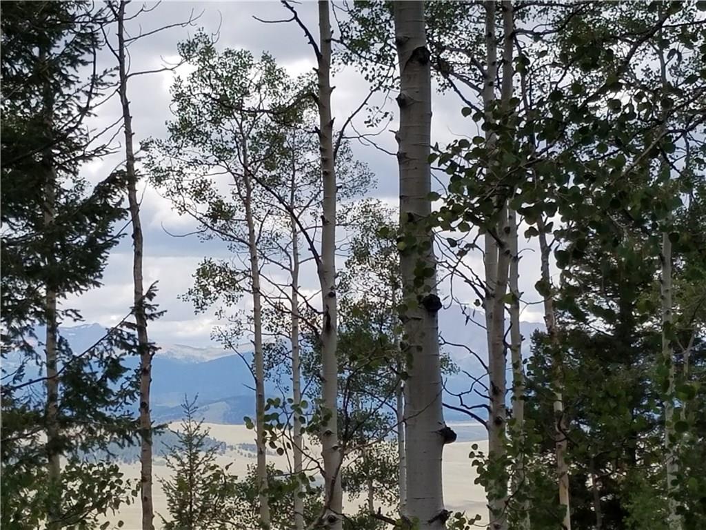 986 Osprey Road Como, CO 80432 - Photo 6 of 12 a picture of trees