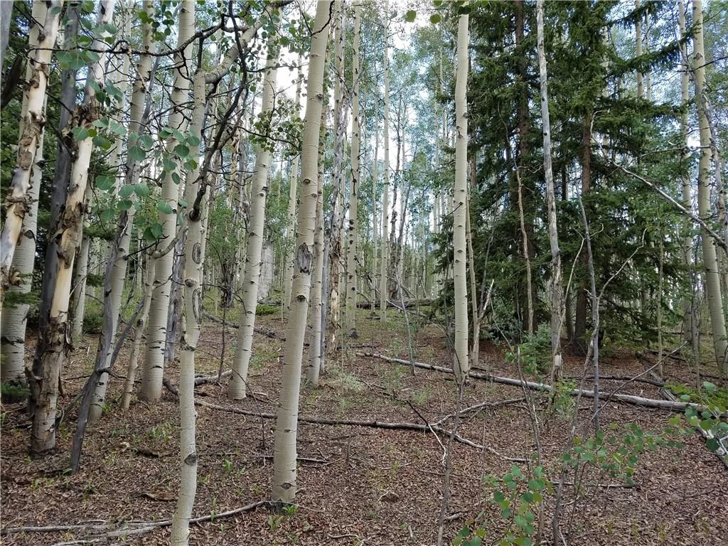 986 Osprey Road Como, CO 80432 - Photo 7 of 12 a view of a forest with a tree