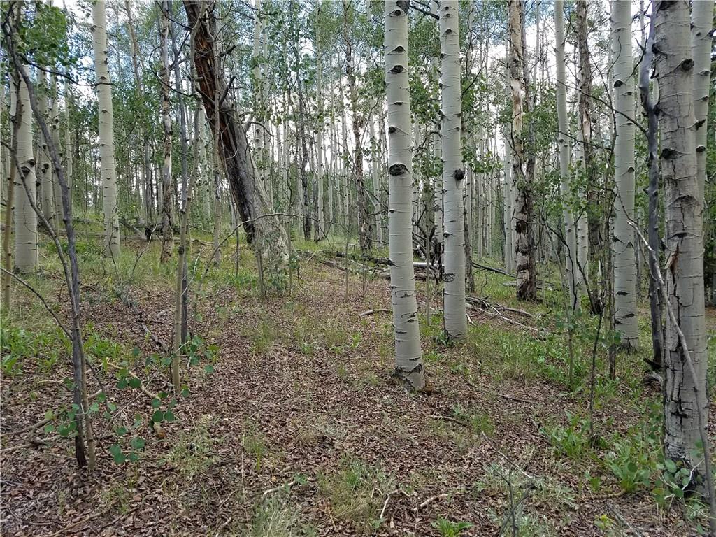986 Osprey Road Como, CO 80432 - Photo 9 of 12 a view of a forest with a trees
