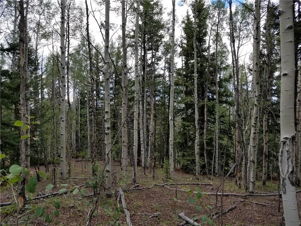 986 Osprey Road Como, CO 80432 - Photo 10 of 12 a view of a forest with a trees