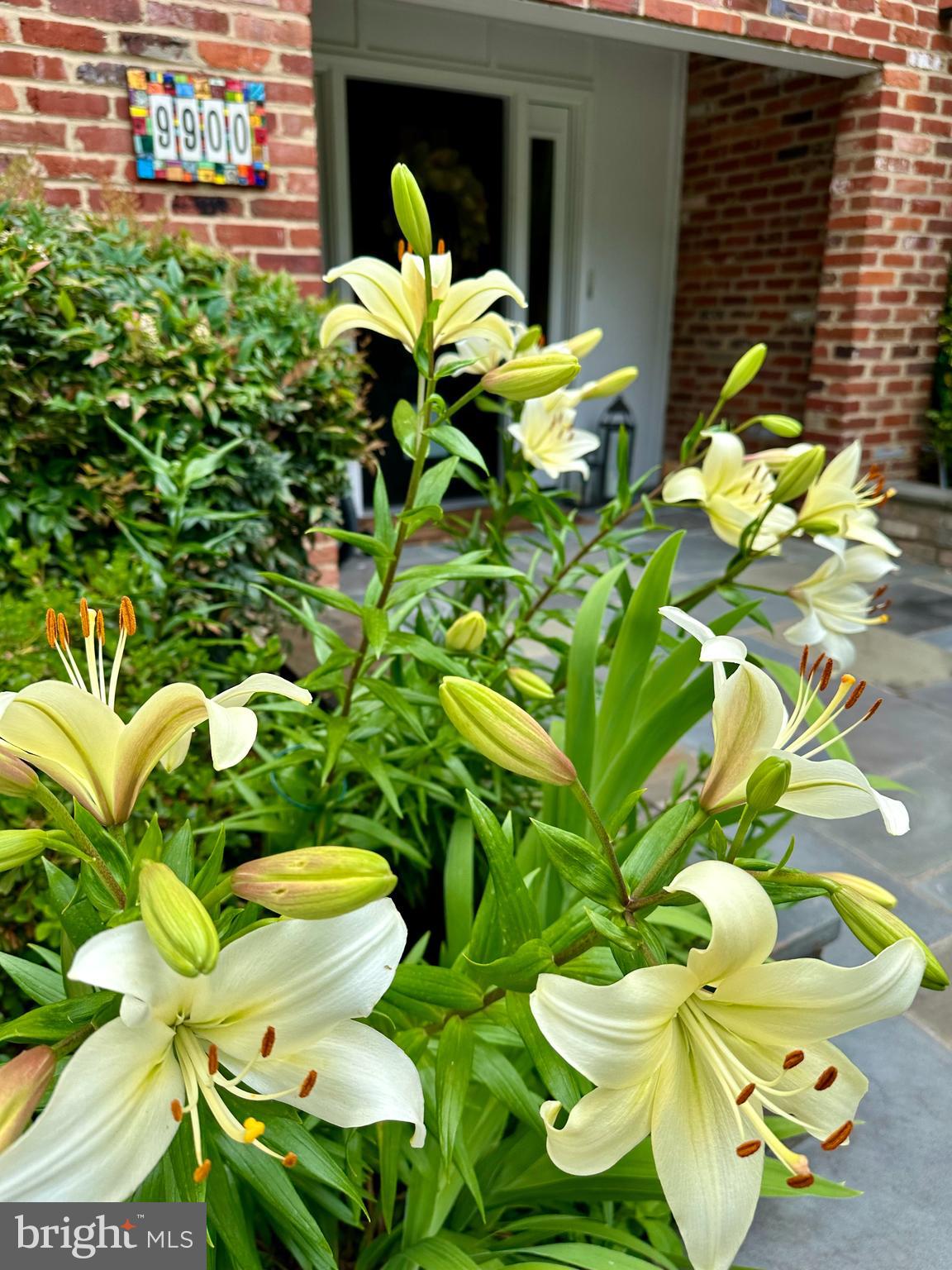 9900 Fernwood Road Bethesda, MD 20817 - Photo 35 of 39 a view of a bunch of flowers