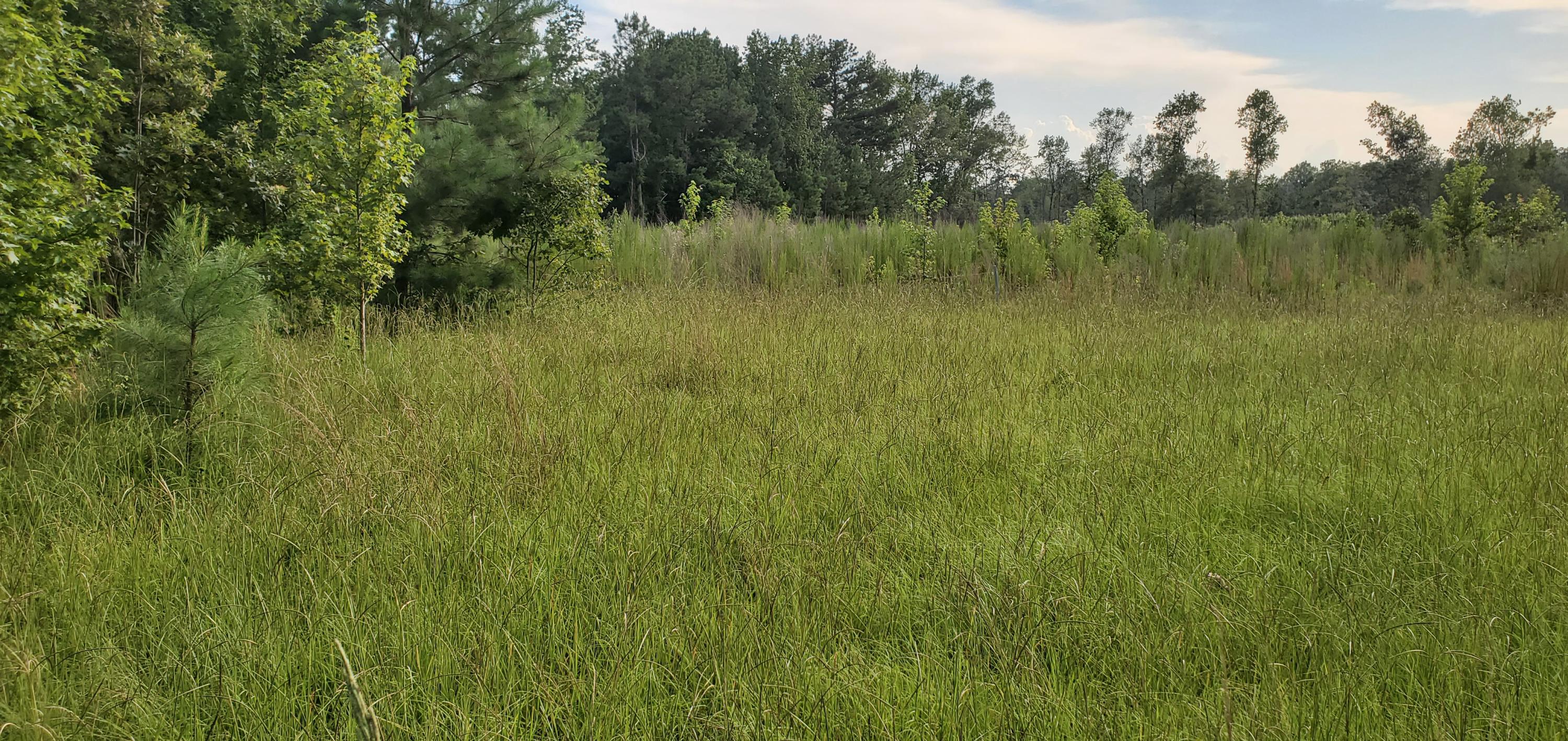1497 Smoak Road Walterboro, SC 29488 - Photo 4 of 10 20200715_183156