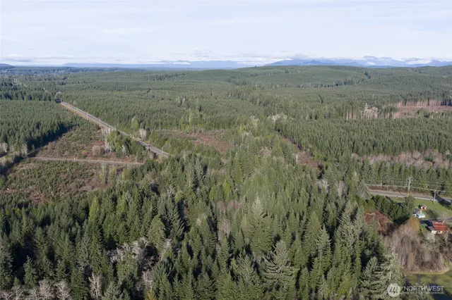 a view of a lush green forest with lush green forest