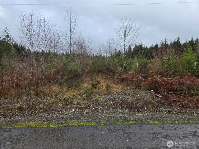 a view of a dry yard with trees