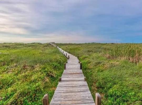 a view of a pathway both side of grassy field with shrub