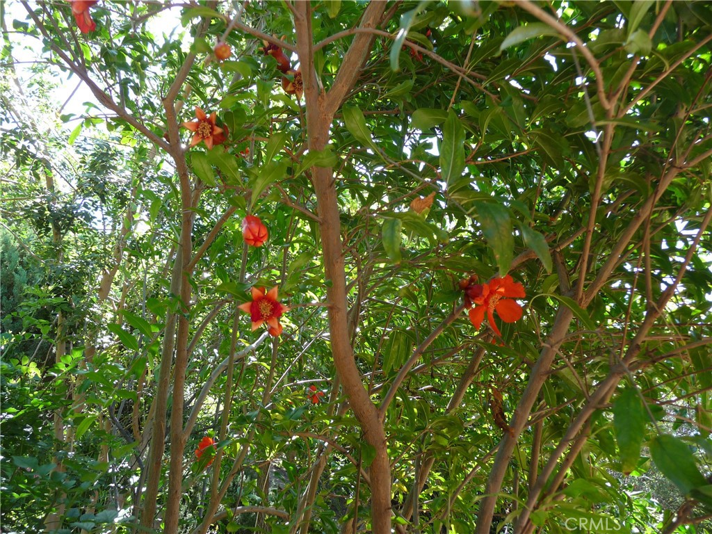 11500 Yolanda Avenue Porter Ranch, CA 91326 - Photo 25 of 29 Pomegranate tree