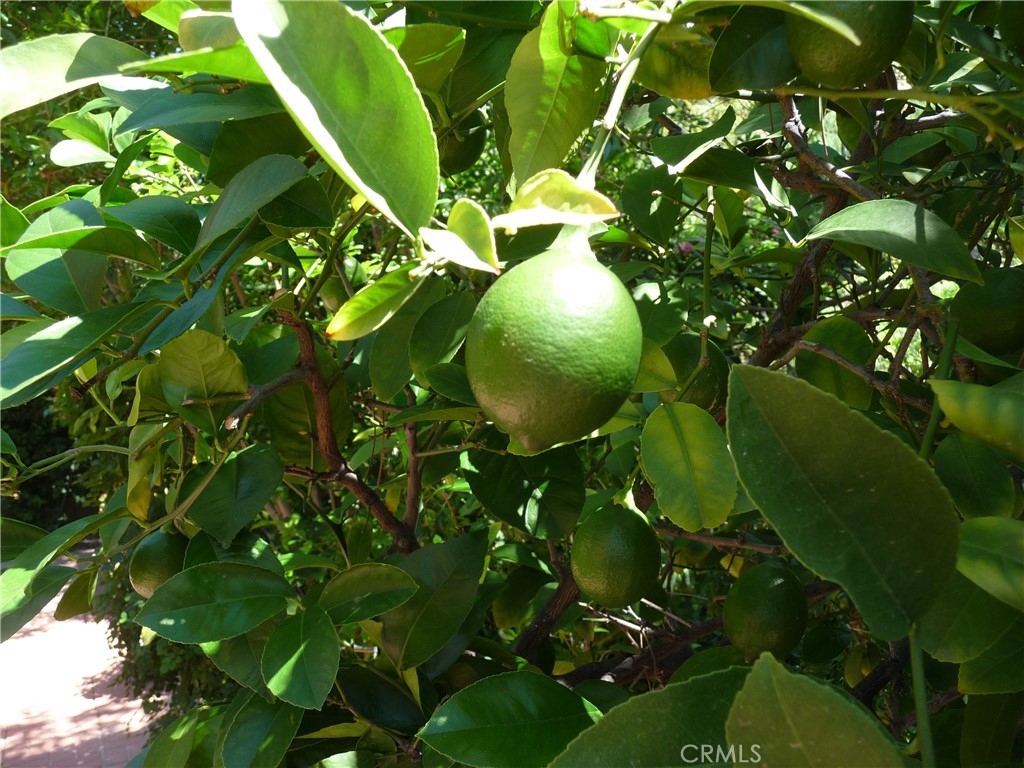 11500 Yolanda Avenue Porter Ranch, CA 91326 - Photo 26 of 29 Lime tree