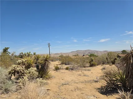 a view of a dry yard with a tree