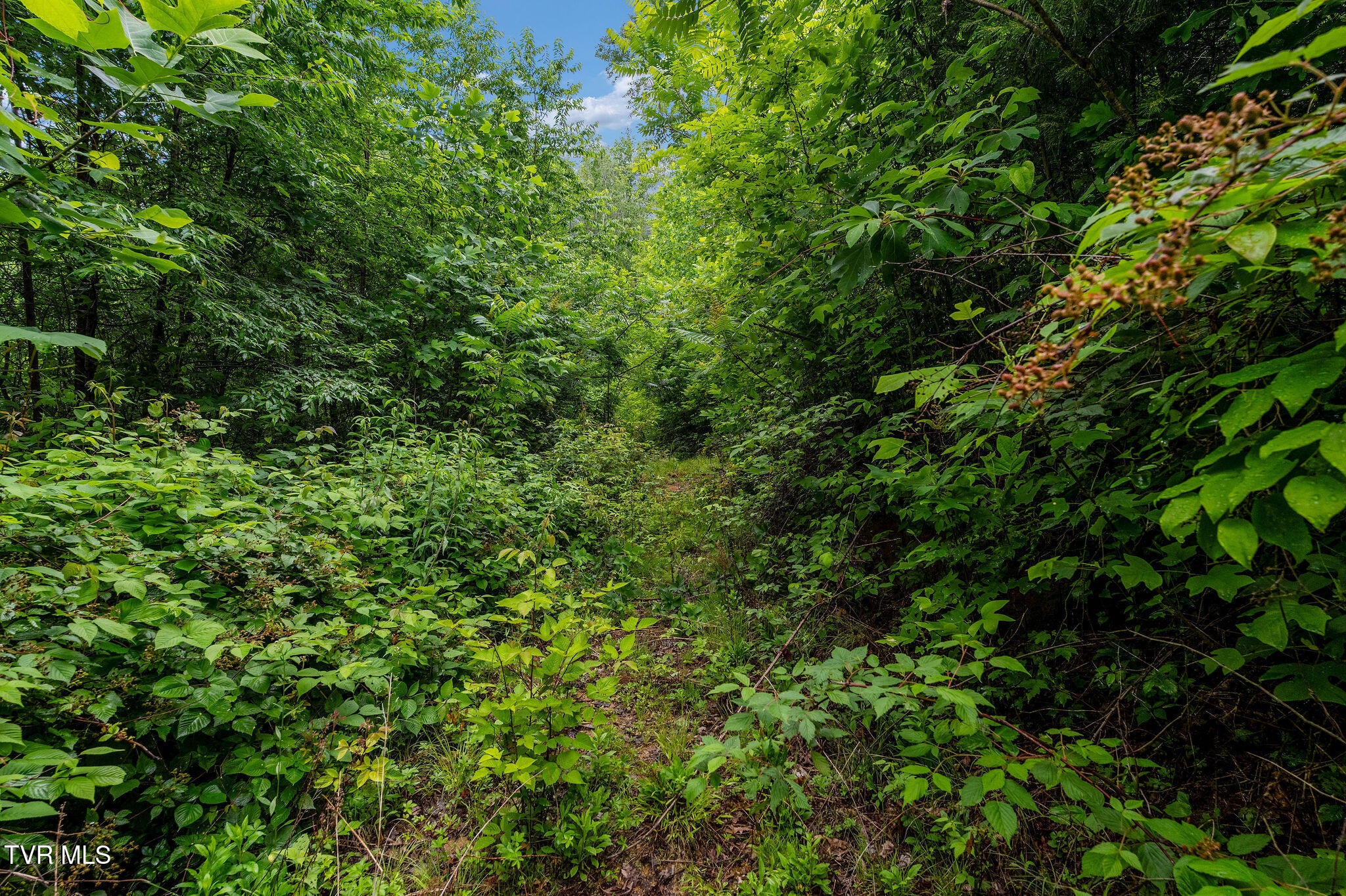 Tbd Walnut Mountain Road Butler, TN 37640 - Photo 32 of 36 DSC04476