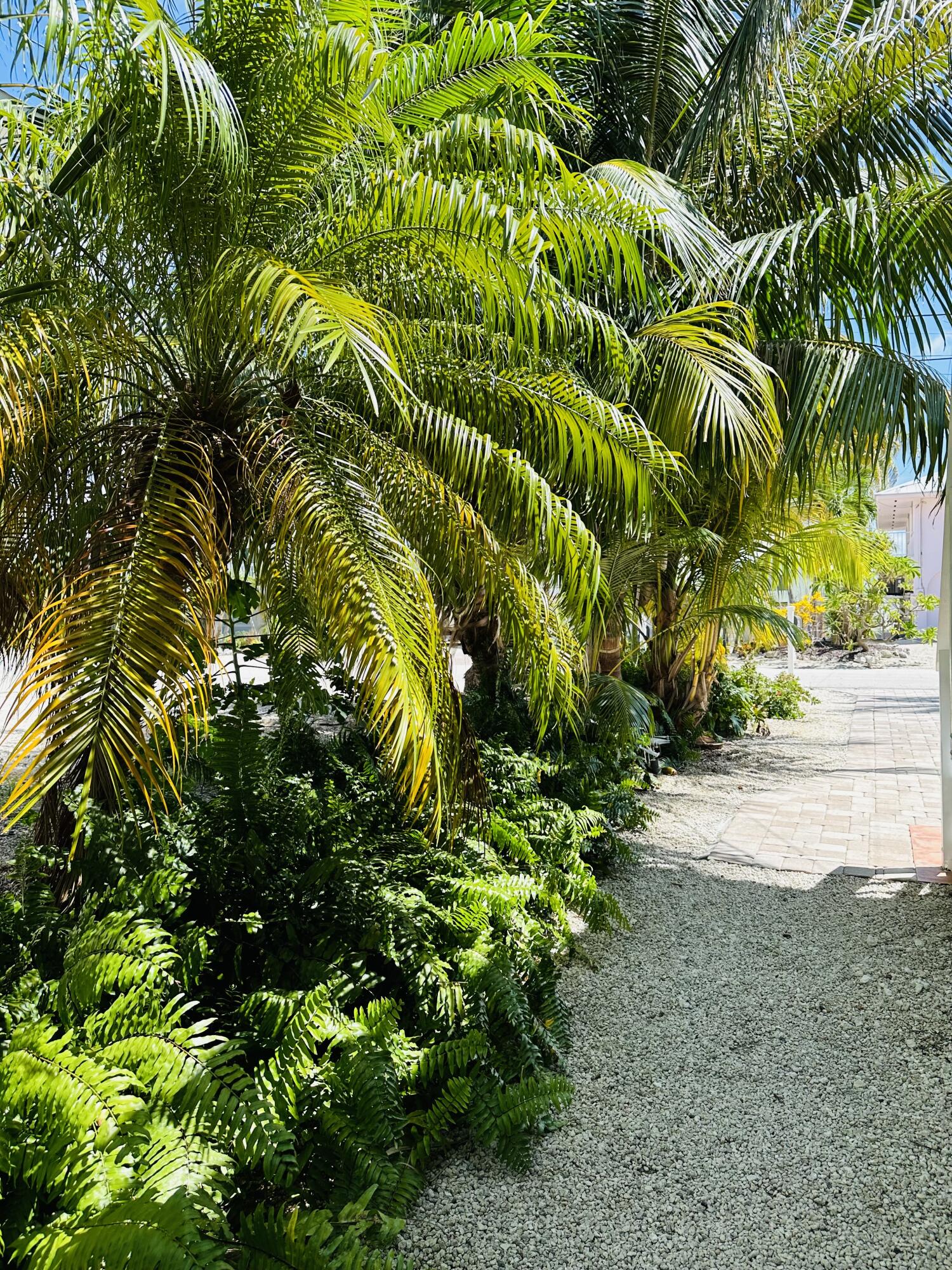 376 Blackbeard Road Summerland Key, FL 33042 - Photo 22 of 37 Great foliage ferns & palms