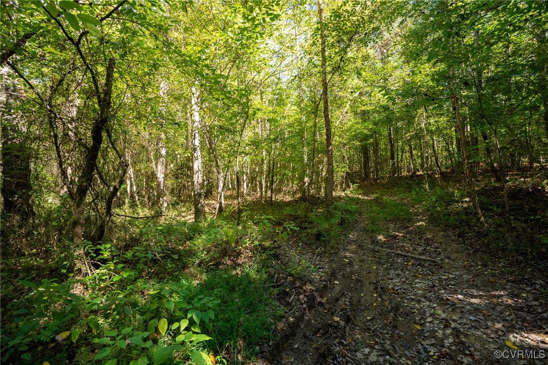 0 Beaver Dam Road Beaverdam, VA 23015 - Photo 12 of 50 a view of outdoor space and trees