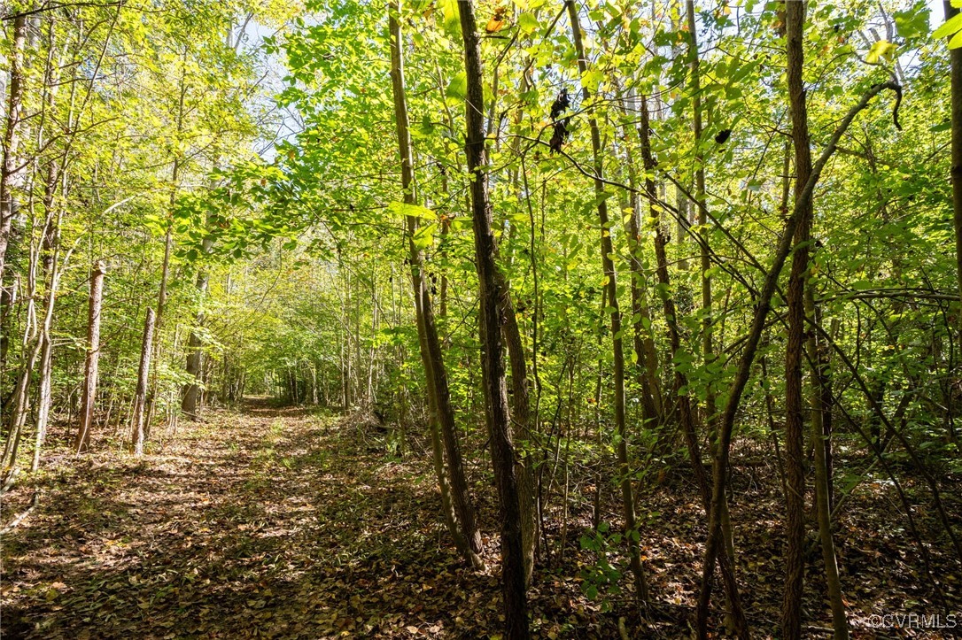 0 Beaver Dam Road Beaverdam, VA 23015 - Photo 13 of 50 a view of forest