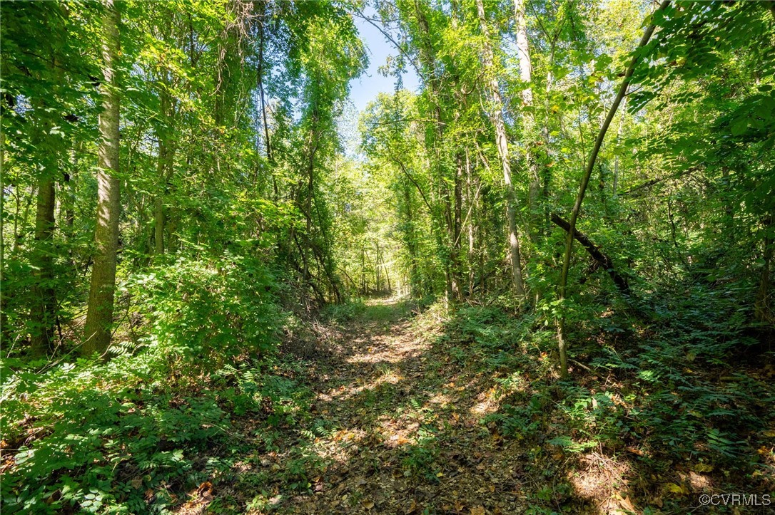 0 Beaver Dam Road Beaverdam, VA 23015 - Photo 15 of 50 a view of a lush green forest