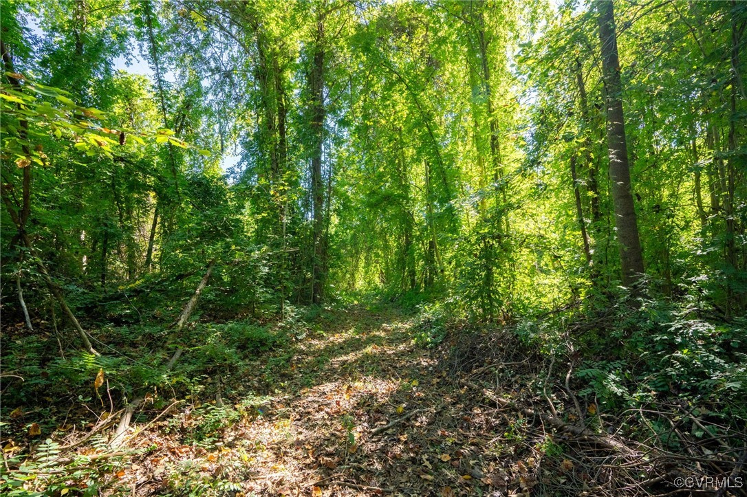 0 Beaver Dam Road Beaverdam, VA 23015 - Photo 25 of 50 a view of a lush green forest