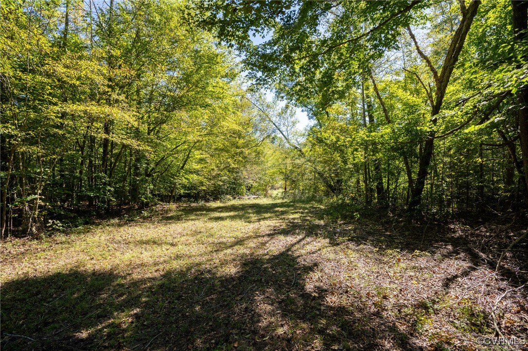 0 Beaver Dam Road Beaverdam, VA 23015 - Photo 29 of 50 a view of a yard with plants and trees