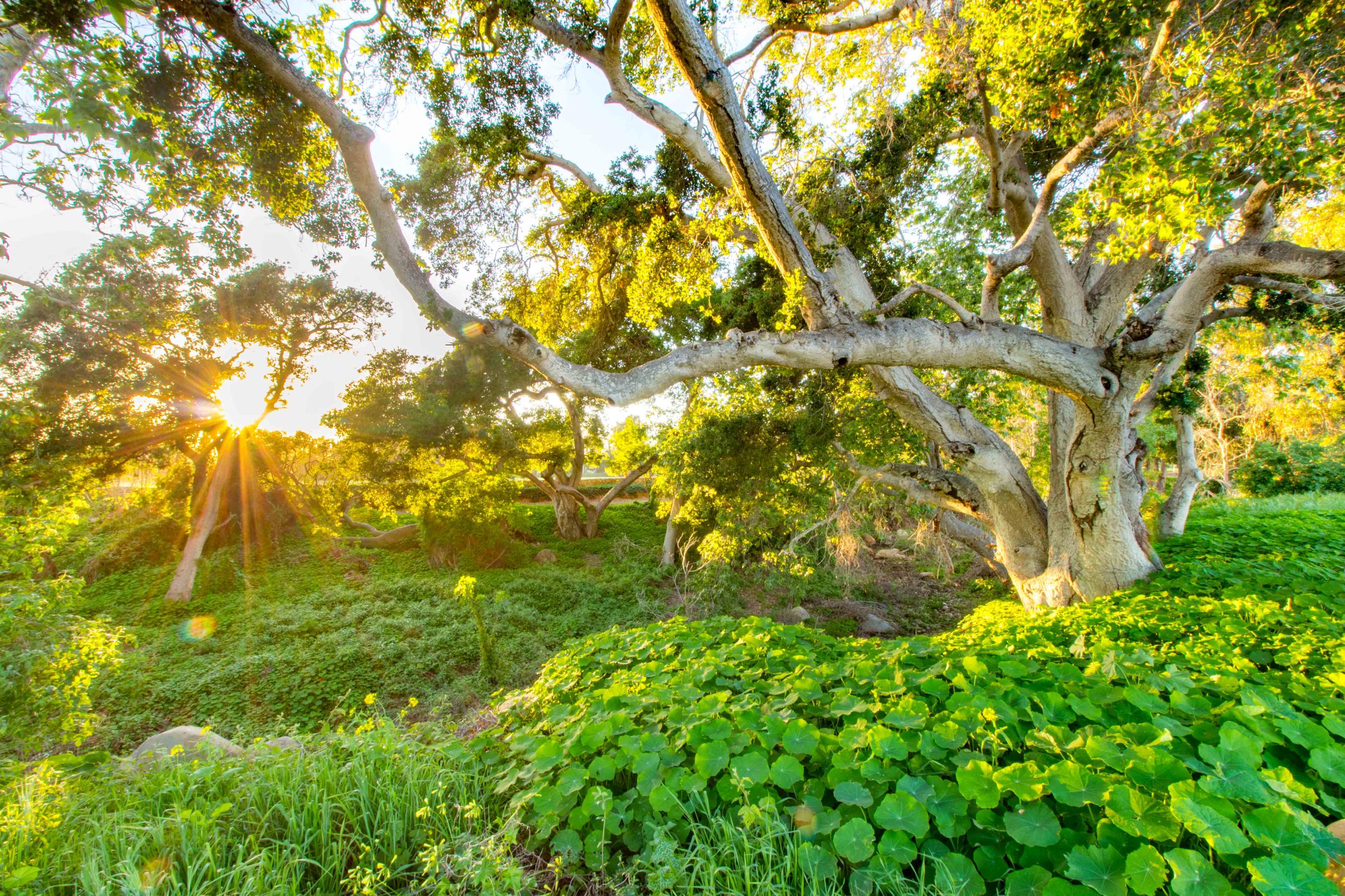 201 Toro Canyon Road Carpinteria, CA 93013 - Photo 7 of 11 Creekside Setting