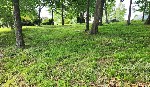 a view of grassy field with trees
