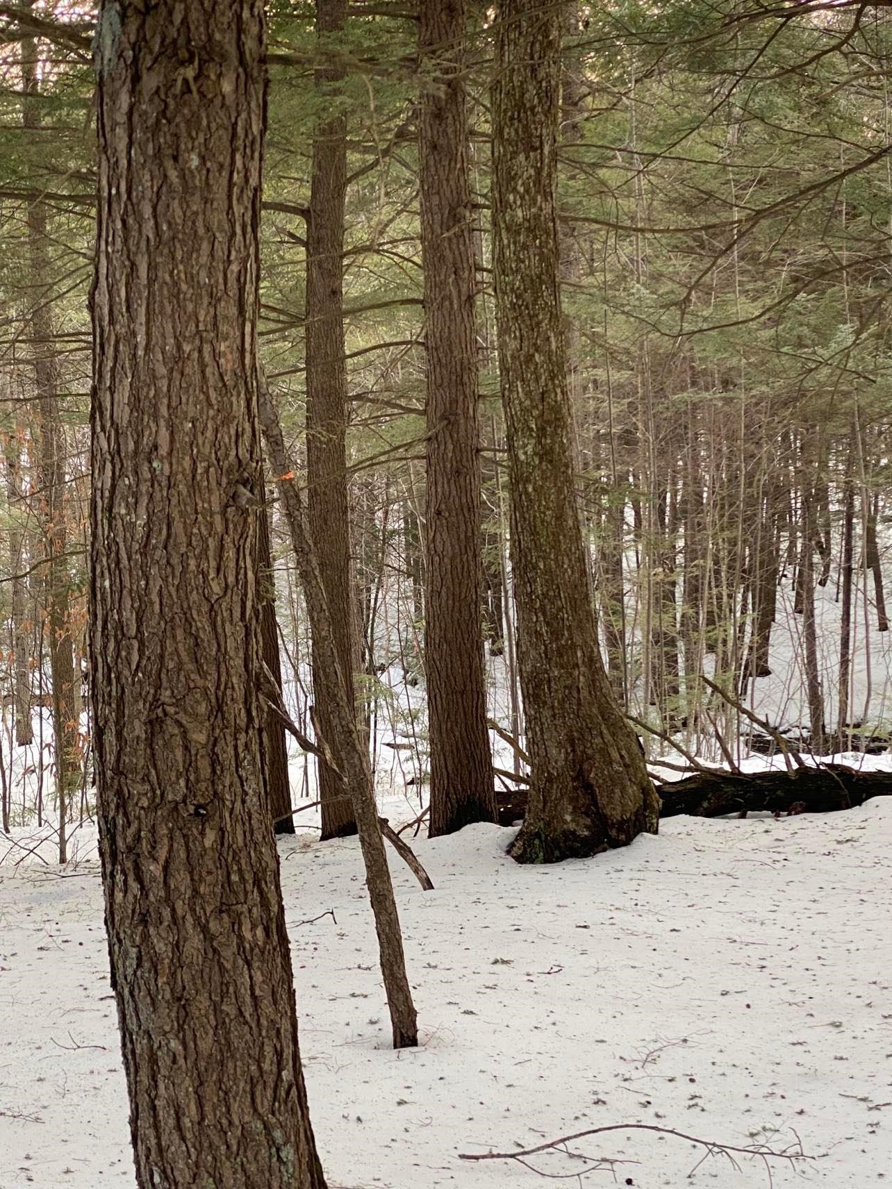 0 Gerry Road Dublin, NH 03444 - Photo 5 of 10