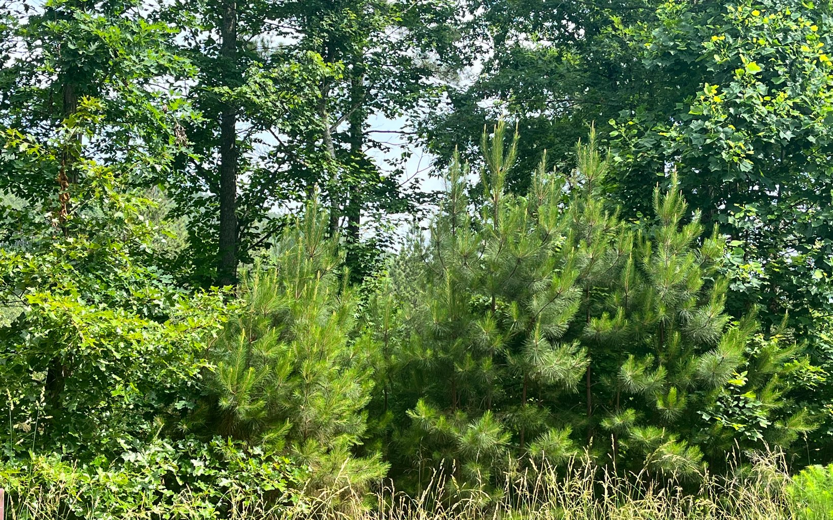 60 Thirteen Hundred Cleveland, GA 30528 - Photo 10 of 32 Additional View